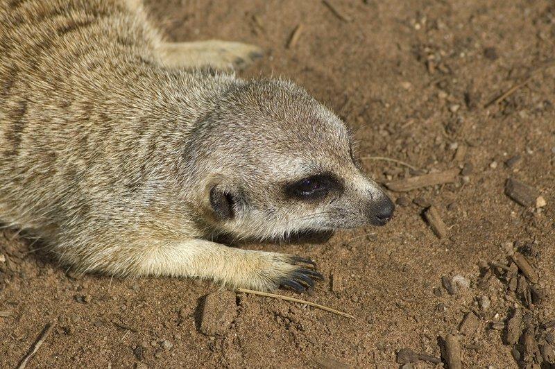 zoo_115 [800x600].jpg